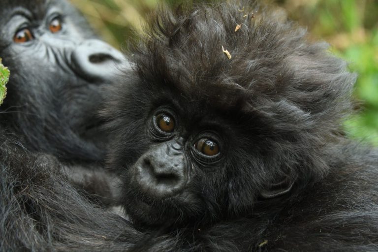 1 Day Gorilla Trekking In Rwanda.