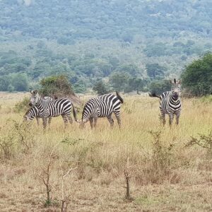 Akagera National Park