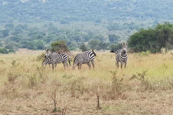 1 Day Akagera National Park Safari