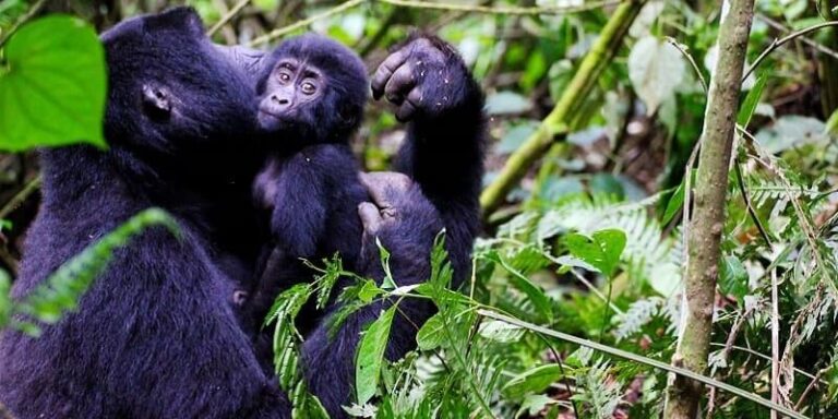 4 Days Rwanda Gorilla Trekking & Golden Monkeys