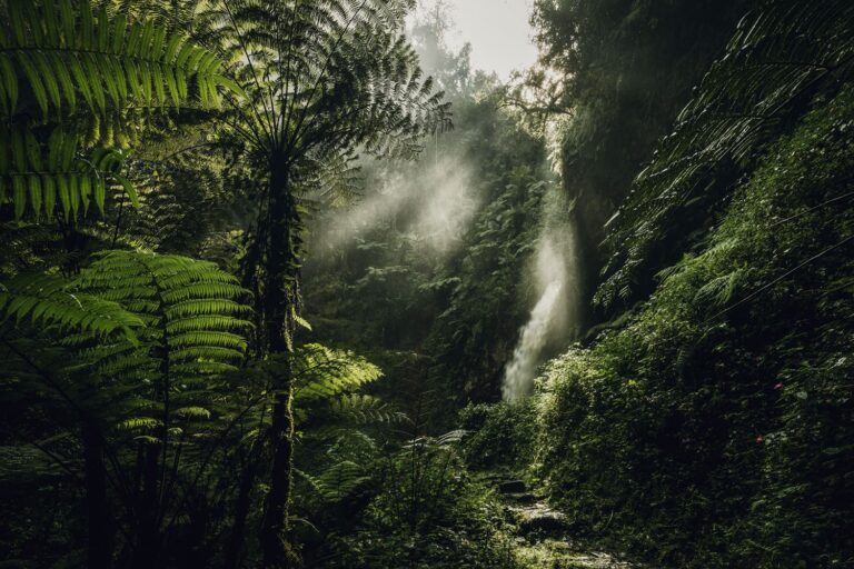 3 DAYS EXPLORE NYUNGWE CHIMPANZEES 