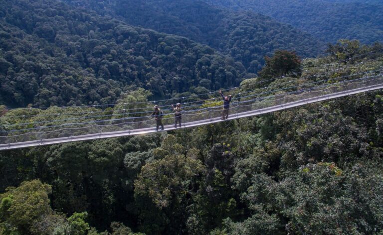 2 DAYS NYUNGWE CHIMPS & CANOPY WALK