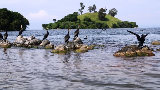 rwanda-lake-kivu-birds